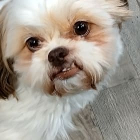 Lucy