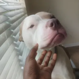 Shiloh