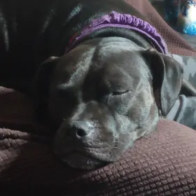 Abby