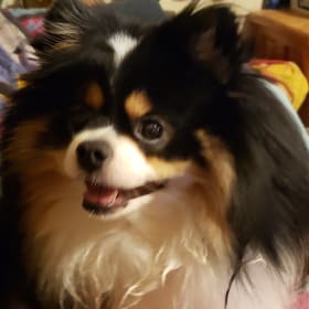Piper