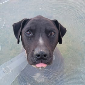 Bella Smooch