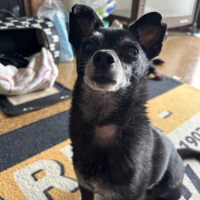 Nigel