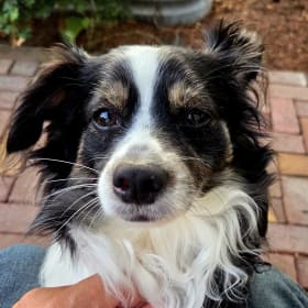 Rufus