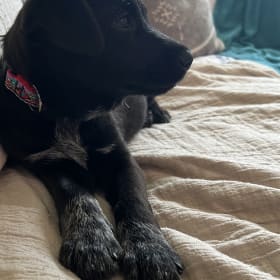 Remi