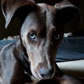 Rico