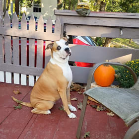 Roxy