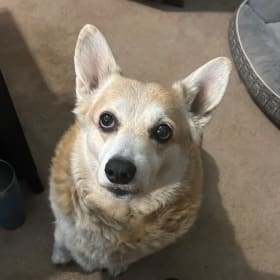 Odie