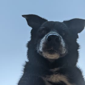 Koda