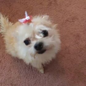 Daisy