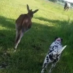Best Buddies