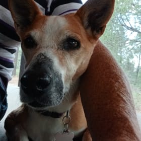 Lulu