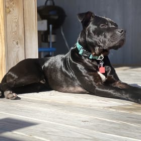 Gus