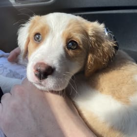 Beignet