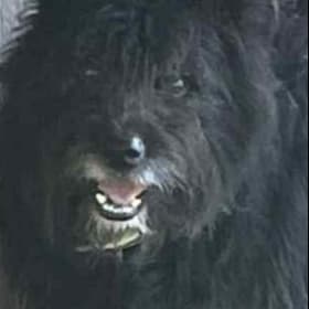 Gadzues Old man was out in the heat very matted from living outside He is now a very happy indoor dog playing like a pup again