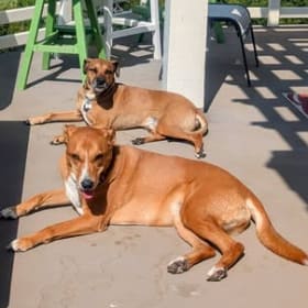 Bella and Ollie