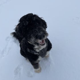 Benji