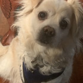 Toby