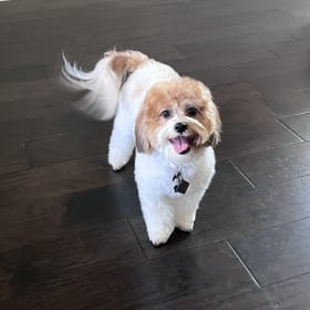 Toby