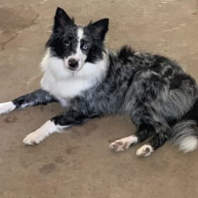 Bindi
