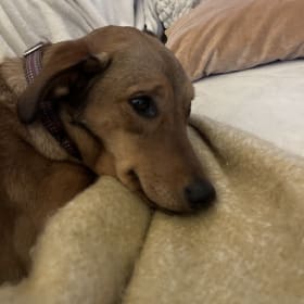 Toula--adopted in San Antonio from the Animal Defense League