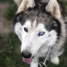 Luka Lupine