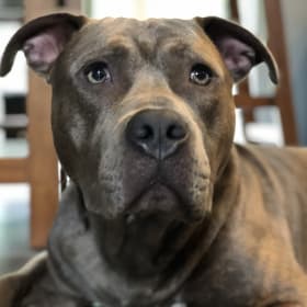 Hugo