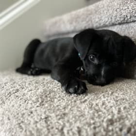 Daisy
