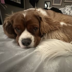 Jasper