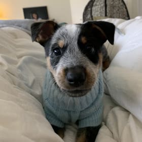 Arlo