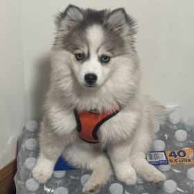 Echo