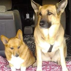 Zoey  corgi and Eliza