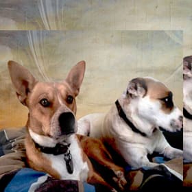 Maxi n Petey