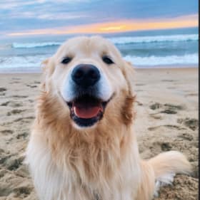 Rosie