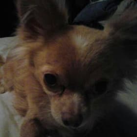 Stubby