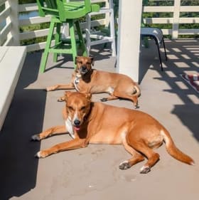 Bella and Ollie