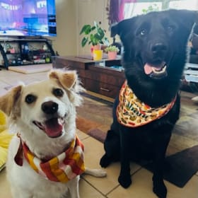 These are Luna and Anubis