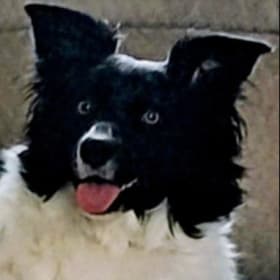Max