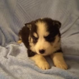 Nova