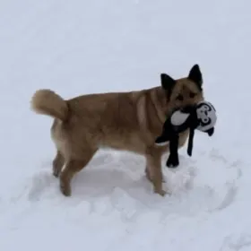 Roscoe