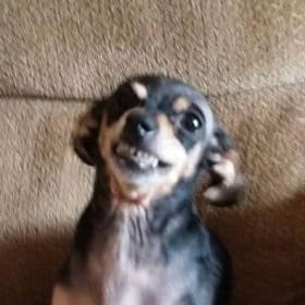 Pooky Roo