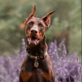 Chico