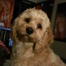 Sammy