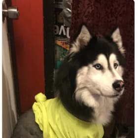 Domino