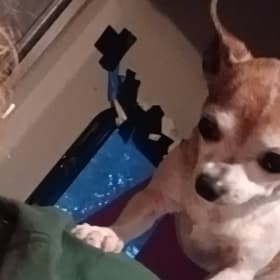 Peanut