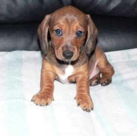 Lola