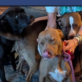 Buttercup Hemi Kobie