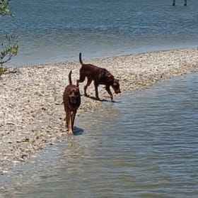 Rusty and Ruby