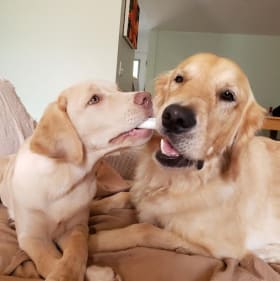 Honey and Gus