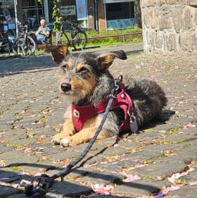 Rodi