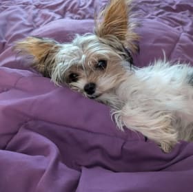 Louie